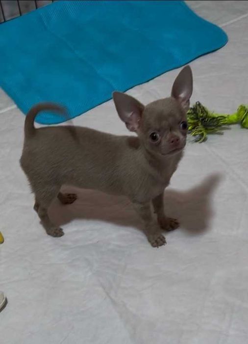 Весела, грайлива чихуахуа-Лілова. Міні.