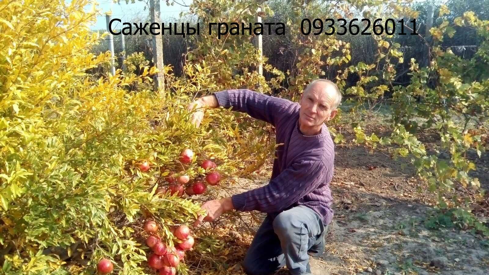 Саджанці граната( саженцы граната) дворічні,однорічні (ОПТ)