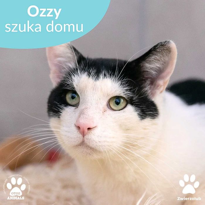 Łagodny kocurek Ozzy do adopcji!