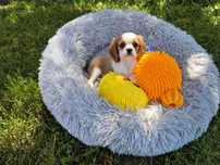 Cavalier King Charles Spaniel - uroczy piesek