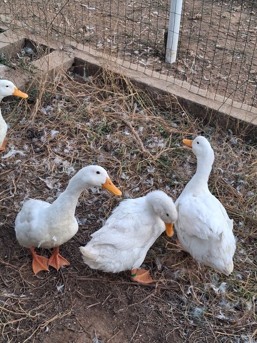 Vendo patos marreco pequim casais adultos