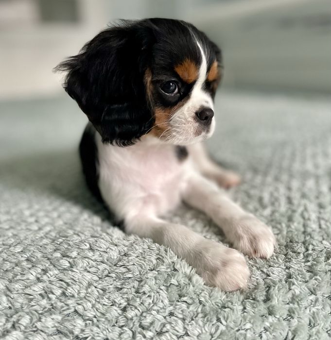 Cavalier king charles spaniel/ samiec