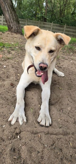 Piesek Max -   akita szuka domku