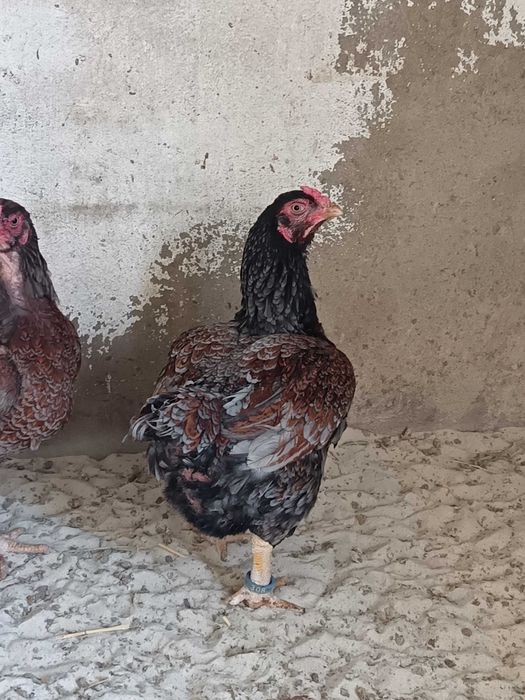 TOP 10 CORNISH azuis e pardos