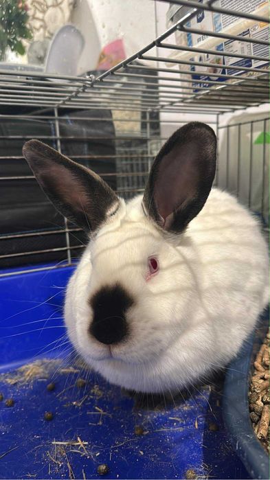 Królik oddam za darmo