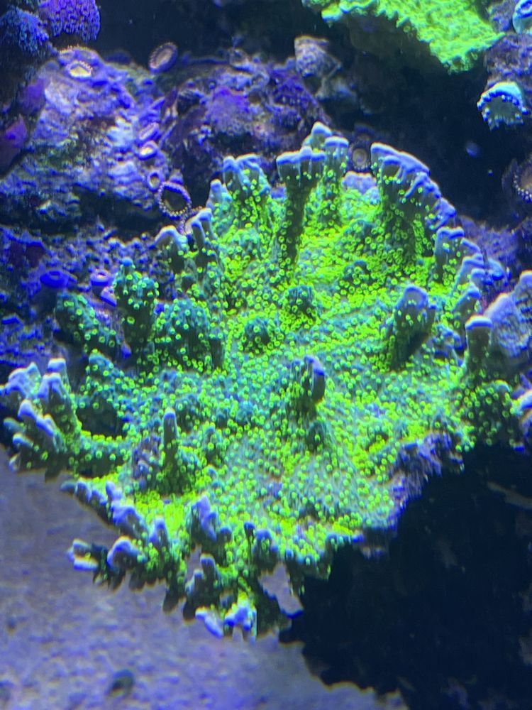 9 Montipora Hirsuta Fluo Rzadkosc Koralowiec Sps Akwarium Morskie