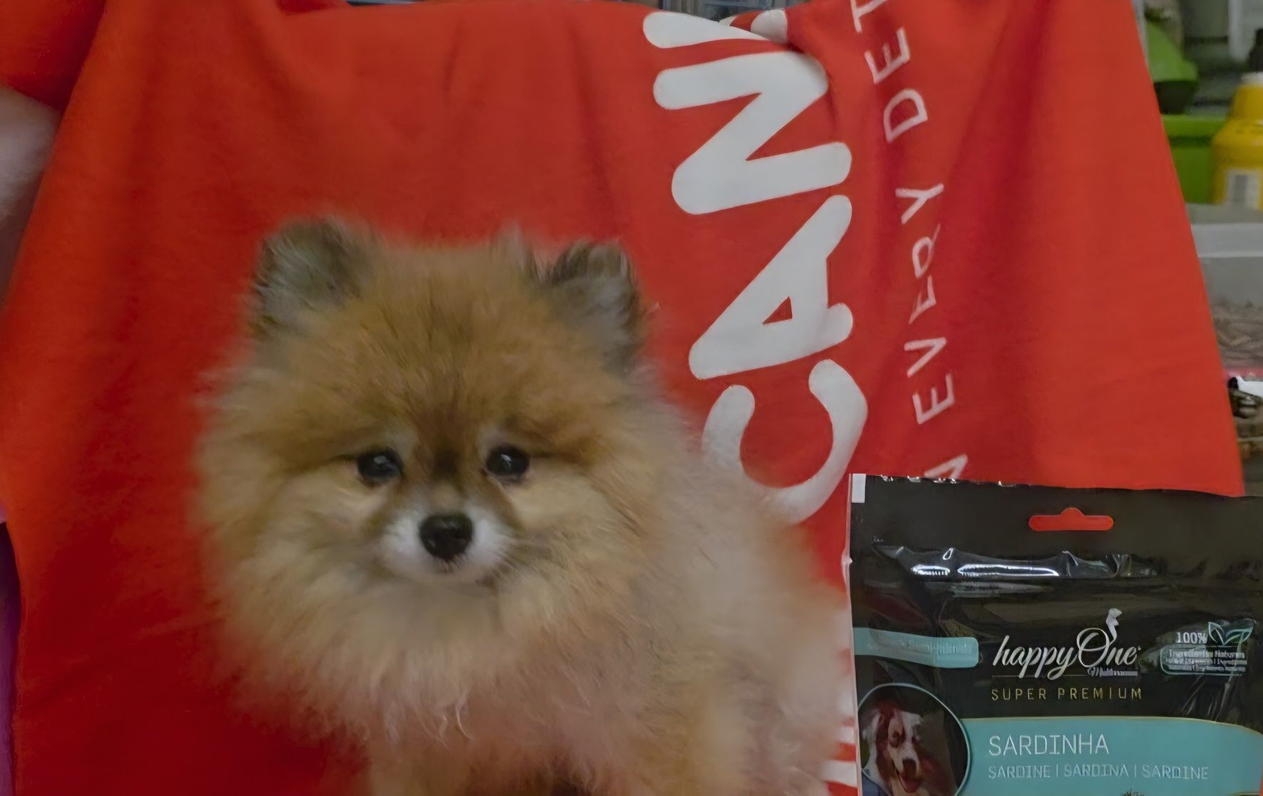 Lulu pomerania femea 5 anos