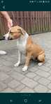 Suczka ZKwP. FCI American Staffordshire Terrier po Championach