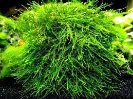 GB IN-VITRO Spiky moss (Taxiphyllum spiky) mech roślina akwariowa