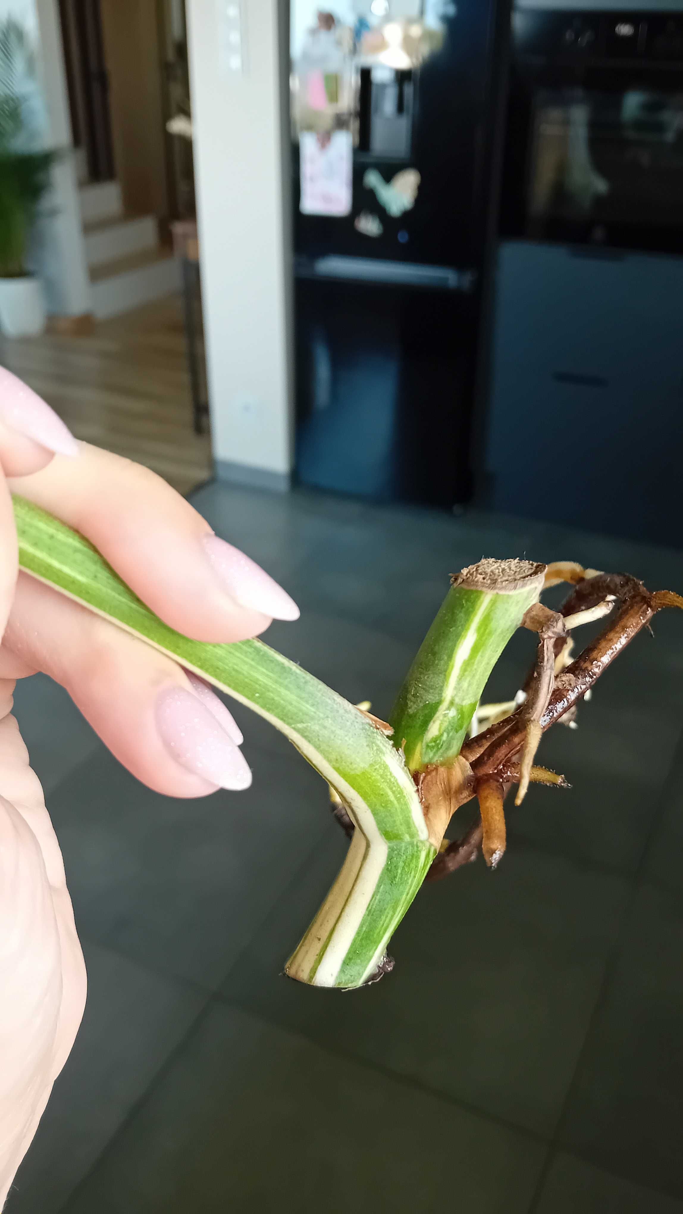 Monstera variegata kolekcjonerska ukorzeniona szczepka