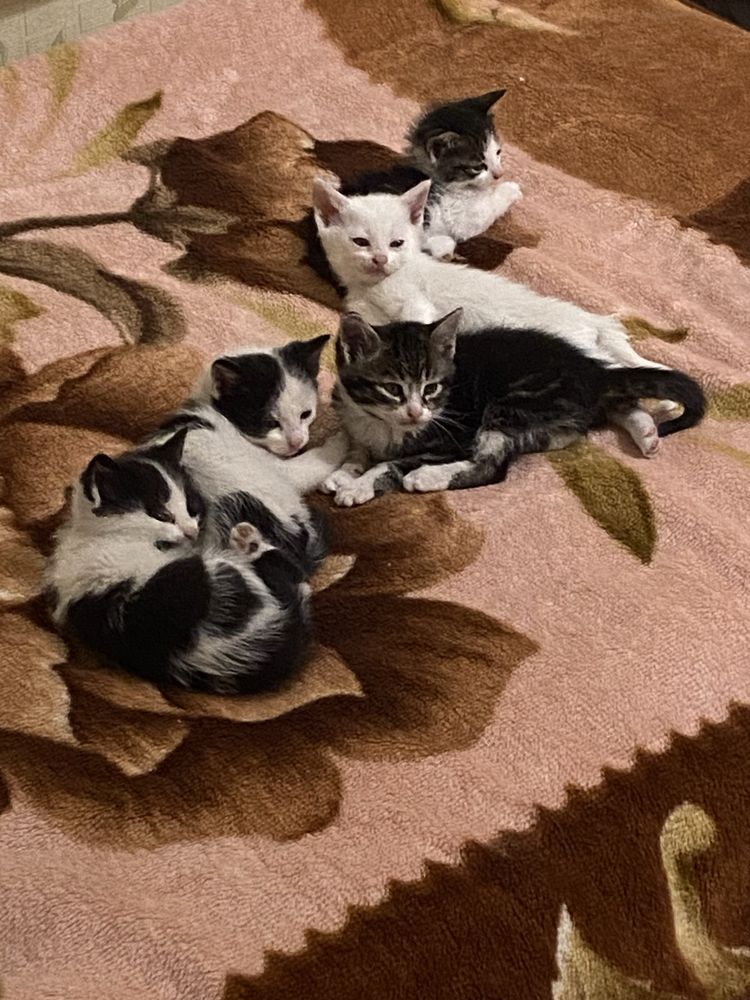 Кошенята шукають родину