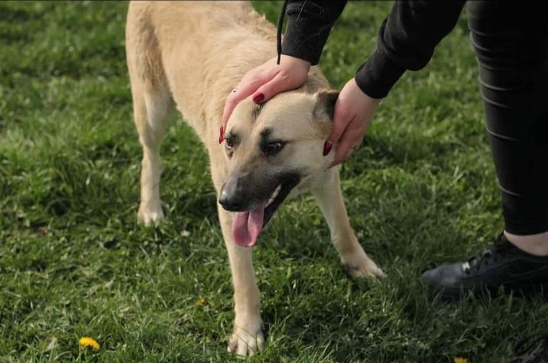 Dziewczyna o imieniu Sunia do adopcji