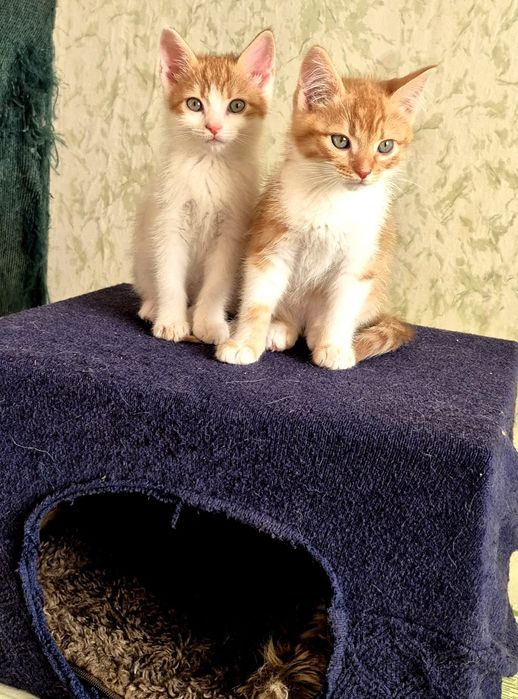 Кошенята-хлопчики у пошуку родин