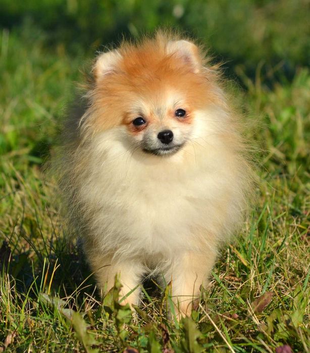Szpic Miniaturowy Pomeranian śliczny piesek Wolt ZKwP FCI rodowód