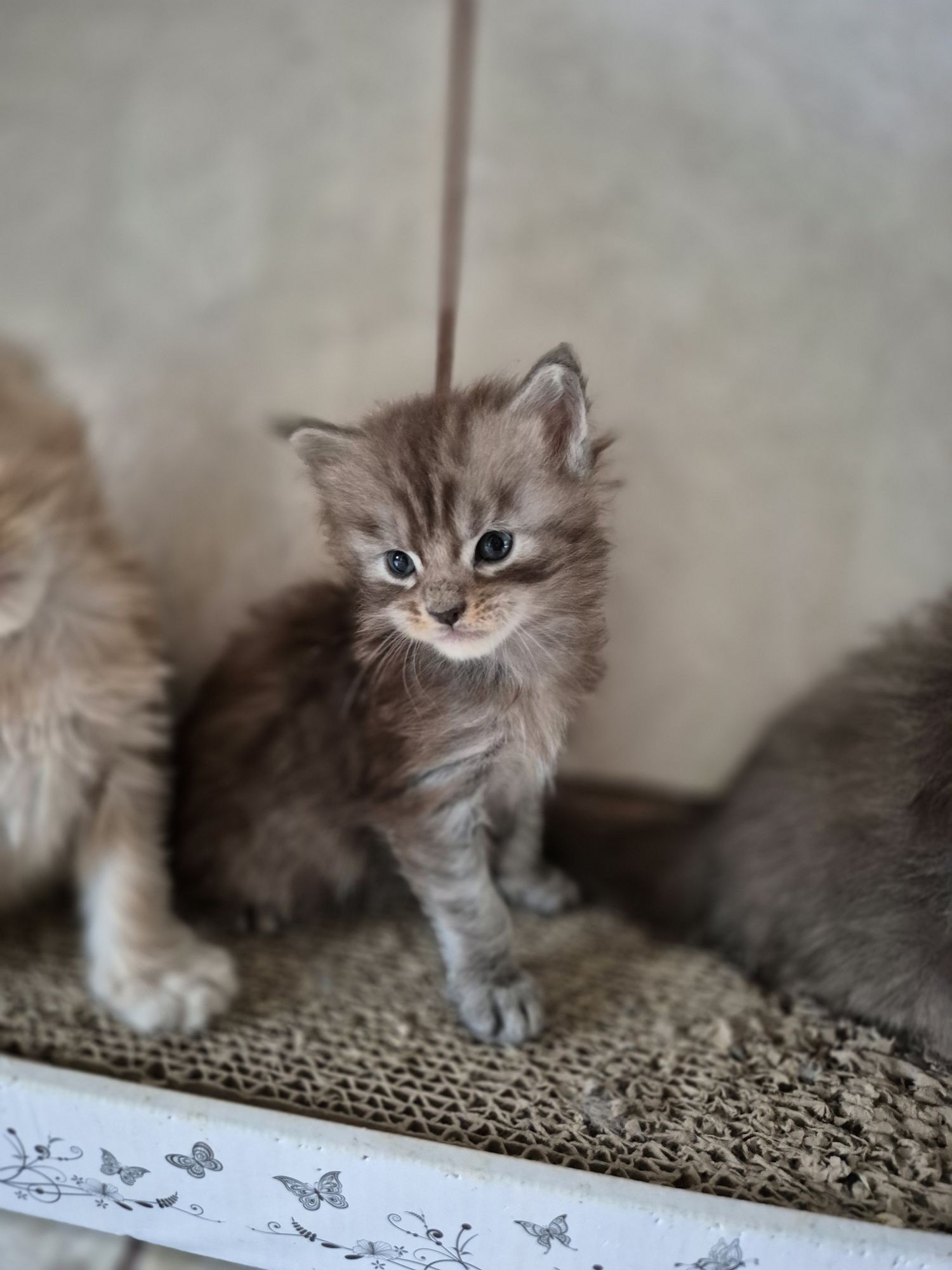 Kotek Maine coon rezerwacja Odbiór październik
