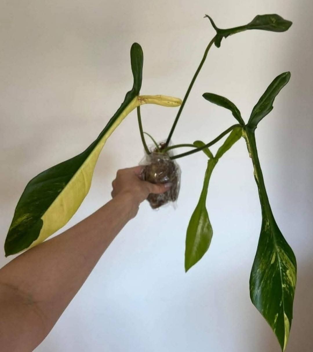 Philodendron Joepii var.
