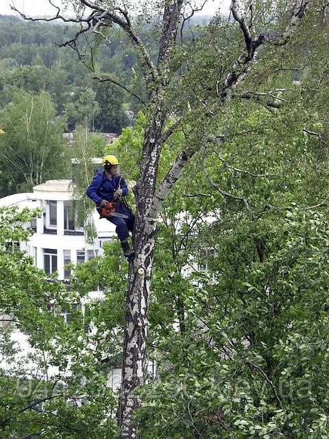 Зрізаю дерева будь-якої складності.