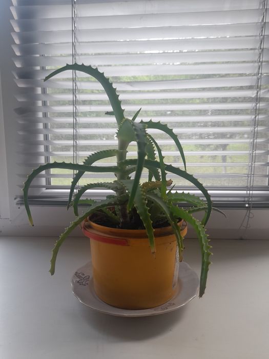 Алоє. Вазон. Алоє