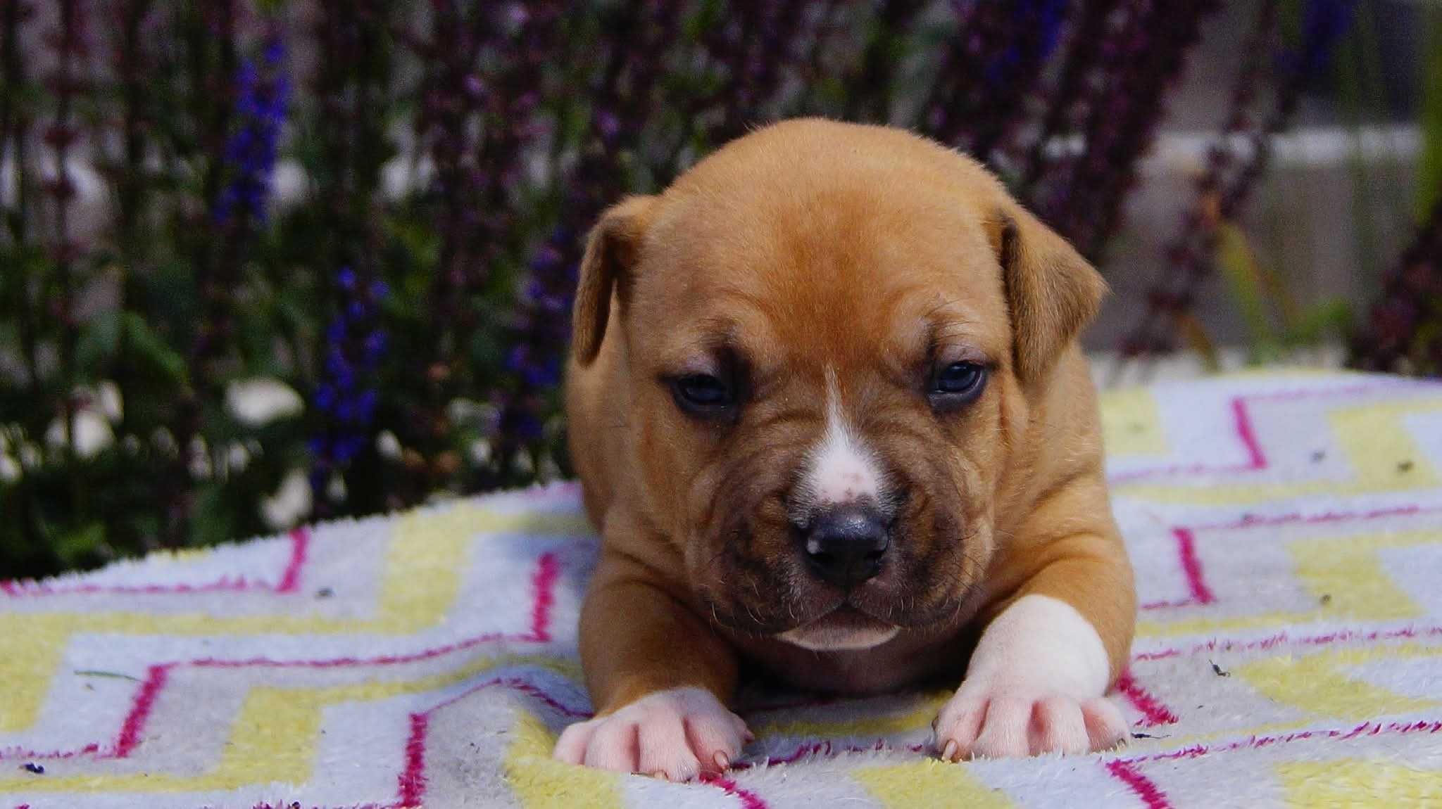 Echo,  płowy samiec American Staffordshire Terrier FCI, DO REZERWACJI