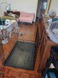 Crate XXL para cães — como nova, pouco uso