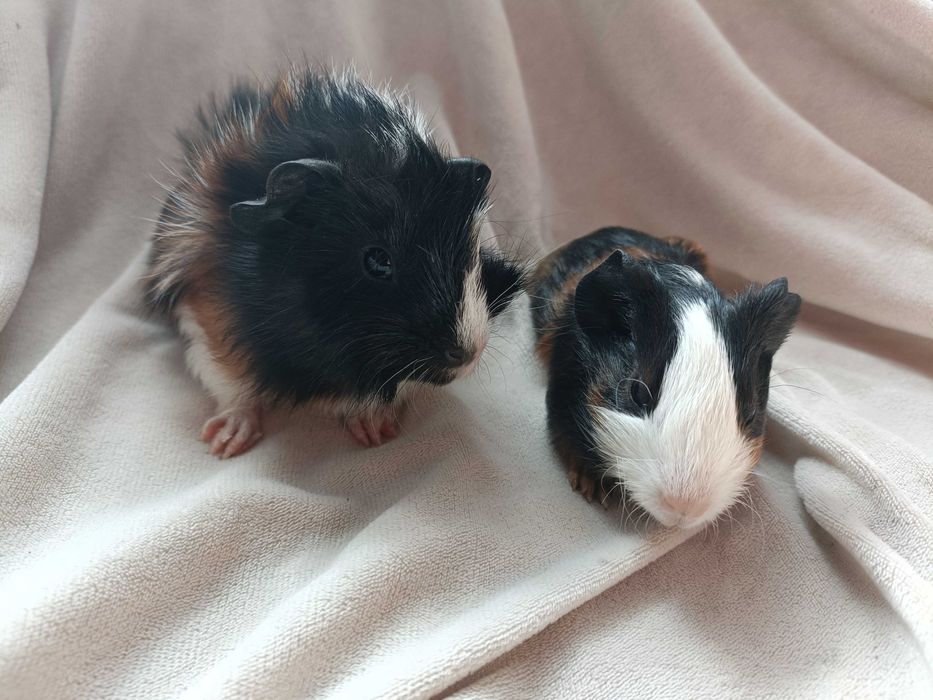 Świnki morskie (kawie domowe) TANIEJ