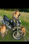 --Honda cbf 250--