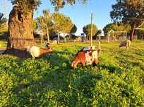 Cabras Anãs para venda ou troca