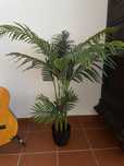 Planta decorativa