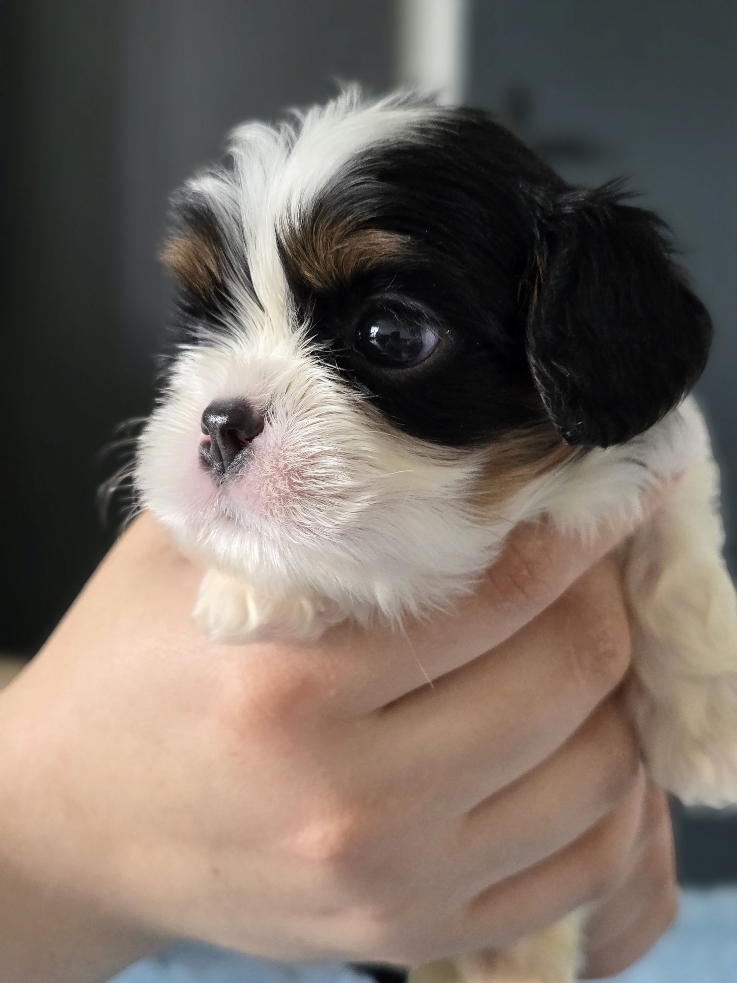 Cavalier King Charles Spaniel
