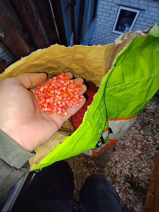 Посівна кукурудза