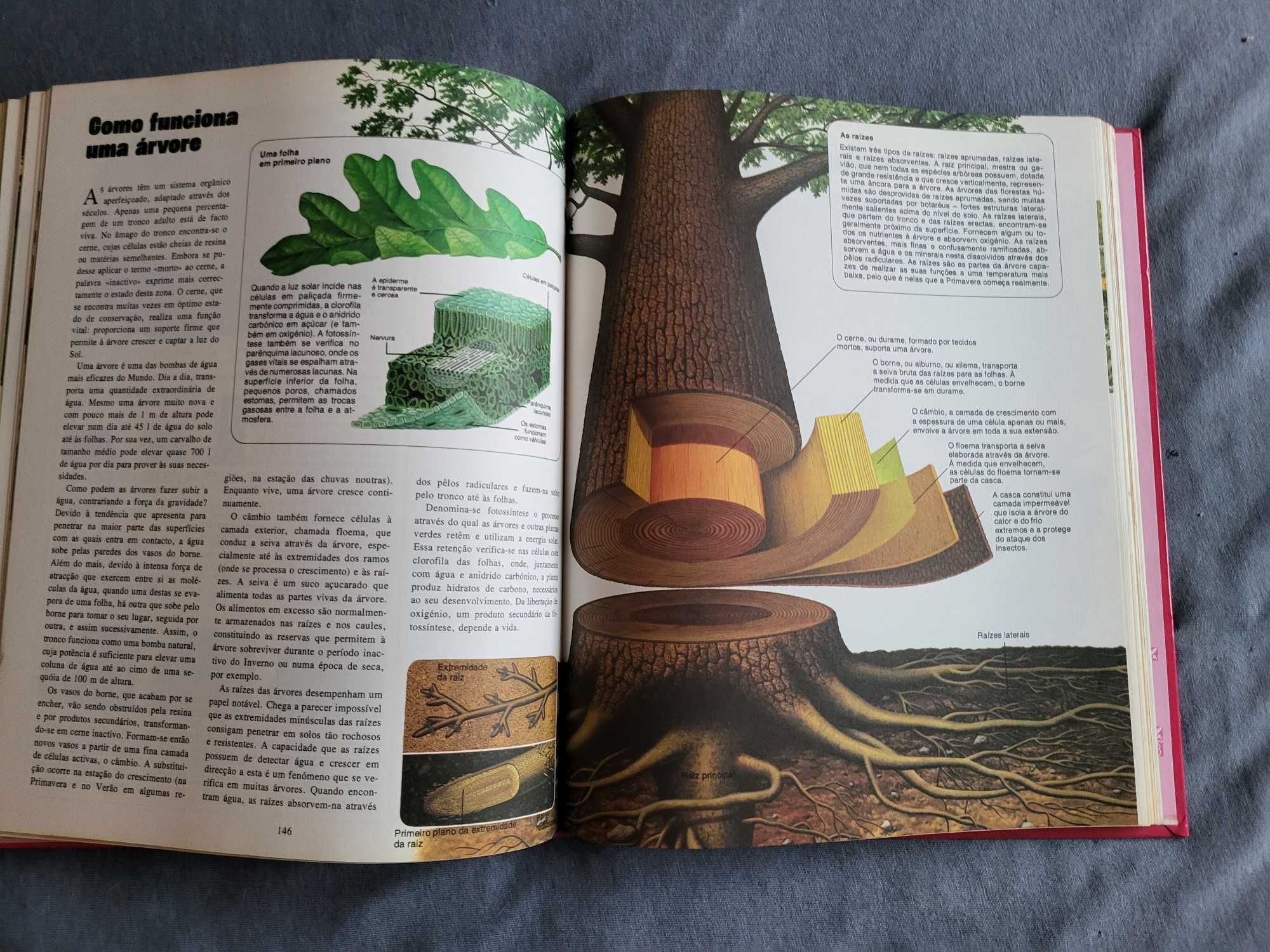 O Livro da Juventude