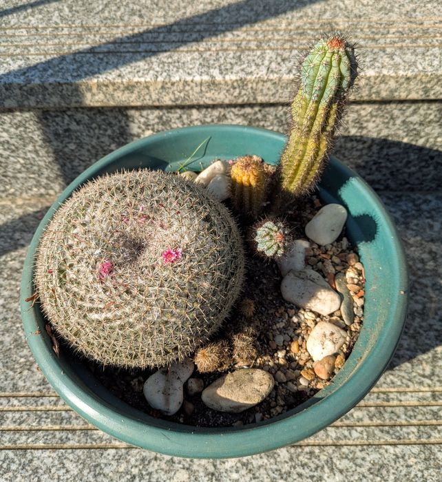 Plantas , catos, suculentas, protea, leucadendro