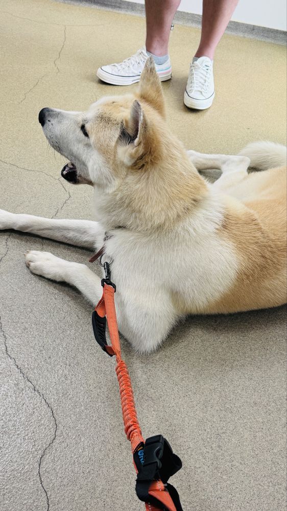 Caes Para adoção Akita Inu 3 anos