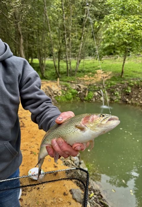 БУДИНОЧКИ В КАРПАТАХ | Королівське місце | ЧАН