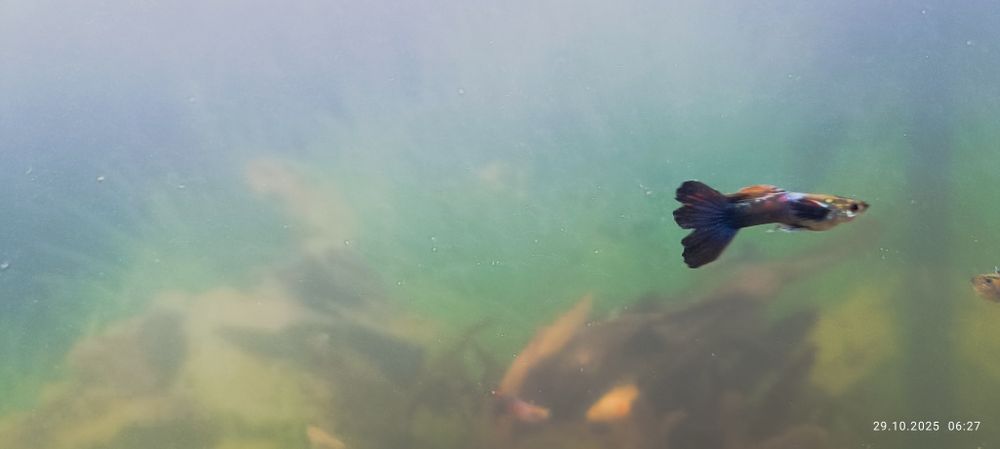 Sprzedam guliki męskie/żeńskie