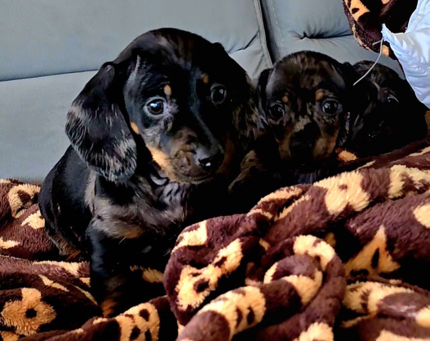 Jamnik miniatura śliczny piesek zapraszam serdecznie