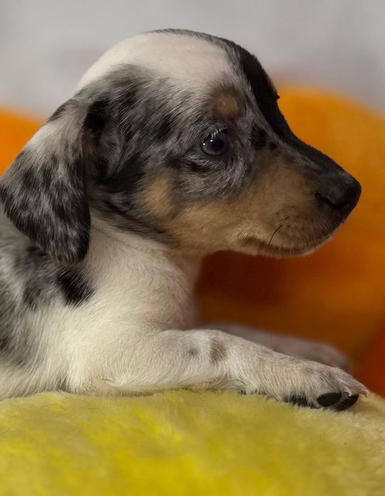 Jamnik miniaturowy piebald merle jedyny w swoim rodzaju piesek.
