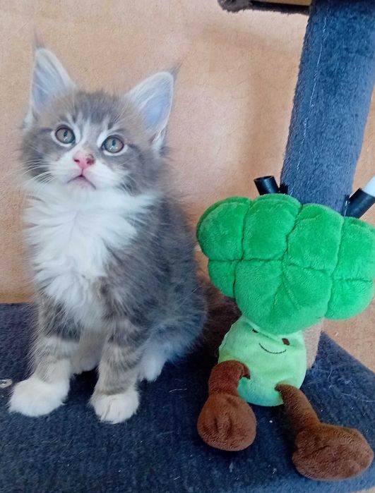 Kotek Maine Coon - Ciro