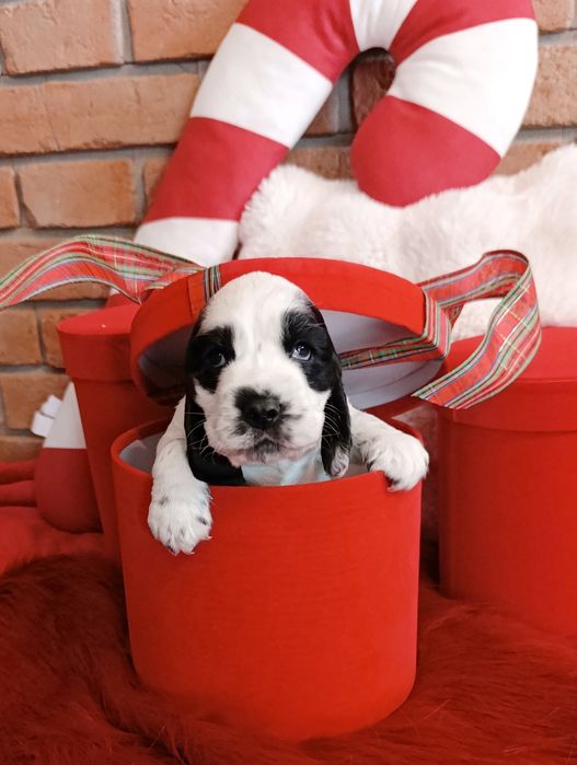Cocker spaniel angielski