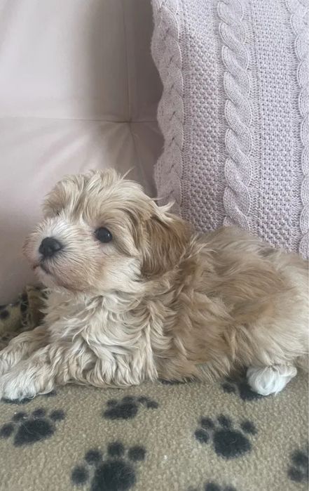 Щенки мальтипу минички. Есть девочки и мальчики