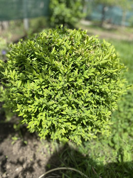 Самшит, вулична рослина