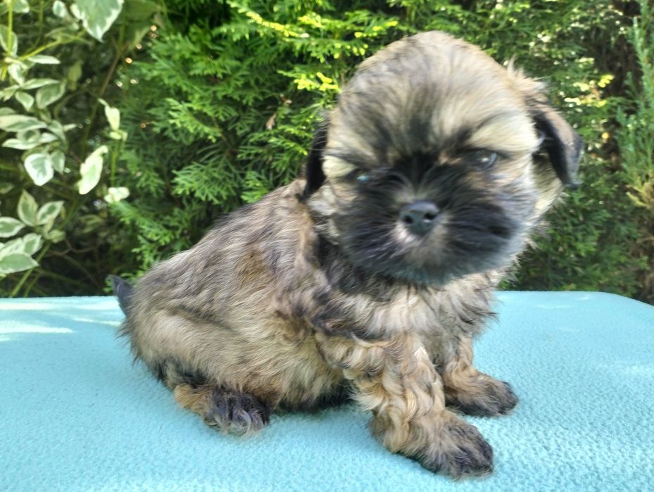 shih-tzu szczeniak suczka miniaturka Rodowód