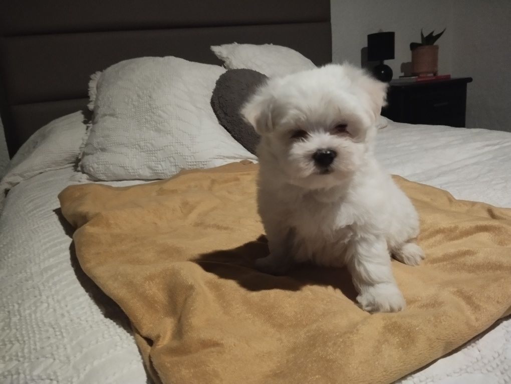 Bichon maltês fêmea