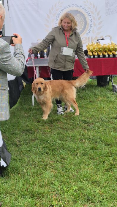 Golden Retriver ciemnozłota suczka  do odbioru po 7 stycznia