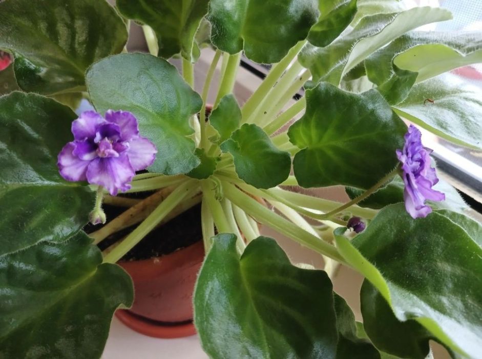 Кімнатні рослини різні