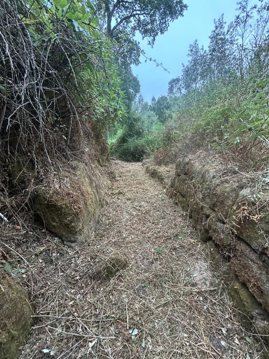 Serviços de silvicultura