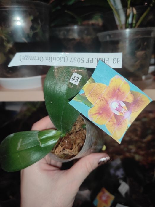 Орхідея фаленопсис Lioulin Orange