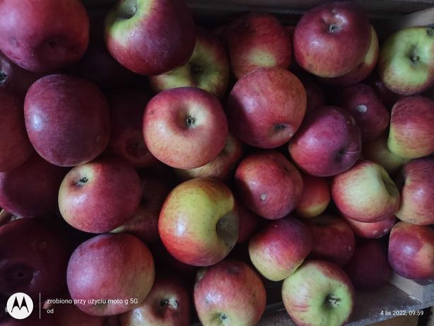 Świeże jabłka cortland