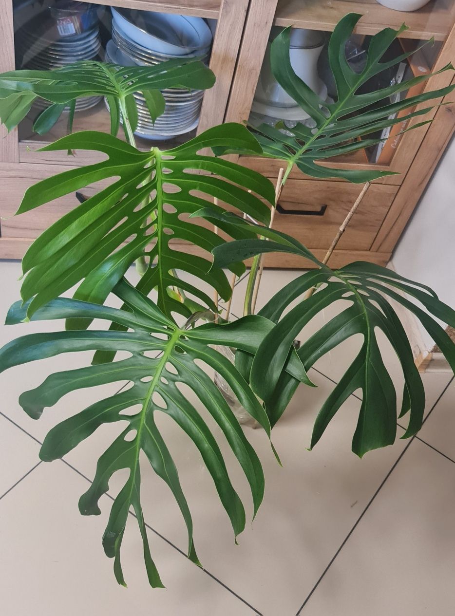 Monstera Sieranna Mexican form , szczyt 5 liści