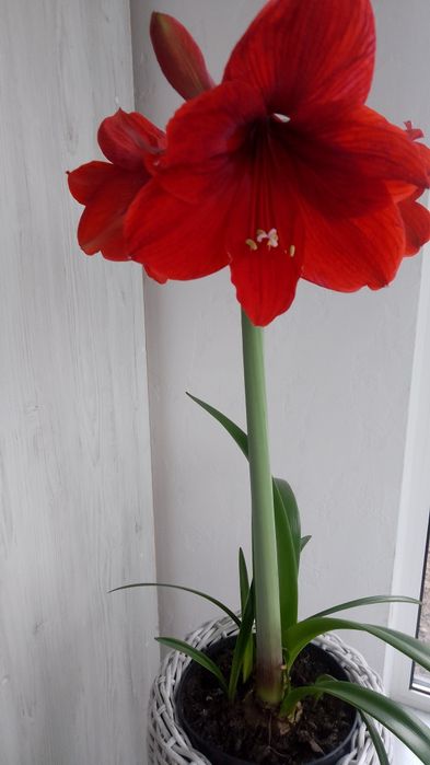 Гіпеаструм,калла біла